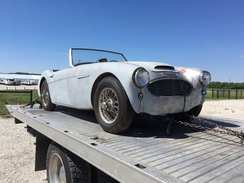 dogzbody1 Steve Smith